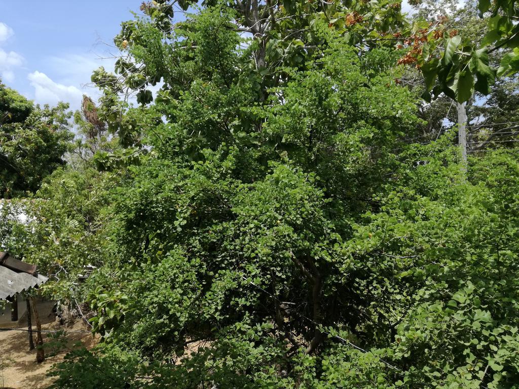Sigiri Forest View Сигирия Экстерьер фото
